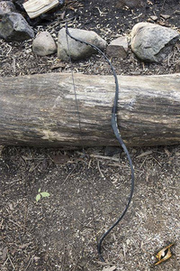 Squire Bow - Black - M - Łuk larpowy ~25 lbs@28