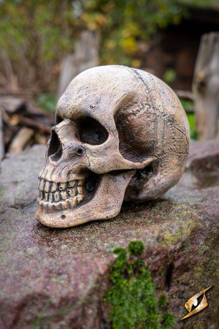 Medium Skull - Foam - Bone - 15 cm