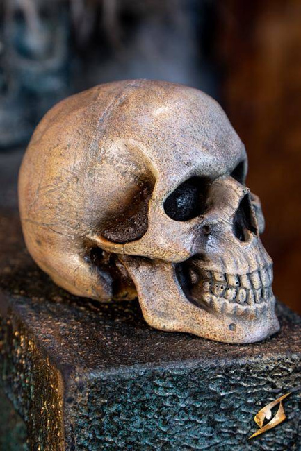 Medium Skull - Foam - Bone - 15 cm